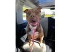 Adopt Phoebe a American Staffordshire Terrier, Pit Bull Terrier