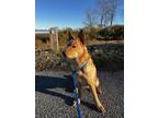 Adopt Ramona a German Shepherd Dog, Chow Chow