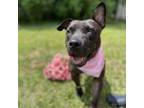 Adopt Esme a Mixed Breed, Terrier