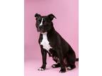 Adopt Eloise a Staffordshire Bull Terrier, Mixed Breed