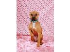 Adopt Waffles a Black Mouth Cur, Terrier