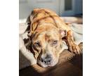 Adopt Louisa a Pit Bull Terrier, Mixed Breed