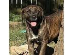 Adopt Mia 2 a Plott Hound, Mixed Breed