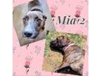 Adopt Mia 2 a Plott Hound, Mixed Breed