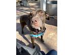 Adopt Lola a Pointer, Labrador Retriever