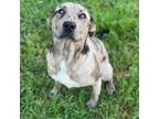 Adopt Dakota a Australian Shepherd, Hound