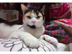 Adopt Alice a Calico, Domestic Short Hair