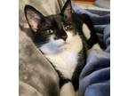 Adopt Bodega Litter: Lotto a Domestic Short Hair