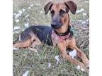 Adopt ROXY LYNN a German Shepherd Dog