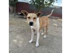 Adopt Mia a Mixed Breed, Cattle Dog