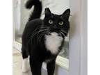 Adopt Lucy a Maine Coon, Tuxedo