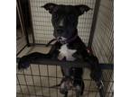 Adopt Eclipse a American Staffordshire Terrier