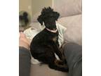 Adopt Renee a Miniature Poodle