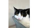 Adopt Alice a Domestic Short Hair