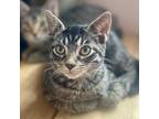 Adopt Cocoa a Tabby