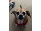 Adopt Betty a Pug