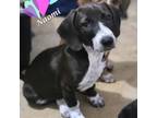 Adopt Naomi a Basset Hound, Beagle