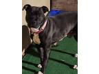 Adopt Mone a American Staffordshire Terrier