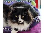 Adopt Zia (Bonded with Fritz & Willow) a Domestic Long Hair