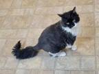 Adopt Meow a Domestic Long Hair