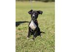 Adopt Aurora a Labrador Retriever, Mixed Breed