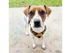 Adopt Corazon a Beagle, Rat Terrier