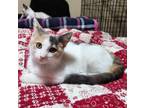 Adopt Raven * a Domestic Short Hair