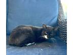 Adopt Onyx (Bobtail) a American Bobtail, Domestic Short Hair