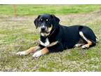 Adopt Jasmine *Video included a Border Collie
