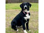 Adopt Juniper a Labrador Retriever, Australian Shepherd