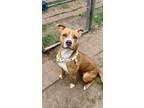 Adopt Tina a American Staffordshire Terrier, Pit Bull Terrier