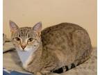 Adopt Henrietta a Domestic Short Hair, Tabby