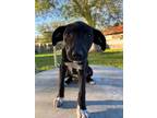 Adopt Finley a Labrador Retriever