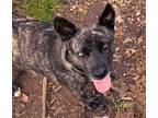 Adopt Lizzie a Dutch Shepherd