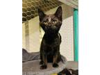 Adopt Habanero a American Shorthair