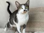 Adopt Hydee a Domestic Short Hair