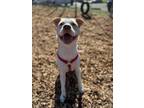 Adopt Cuddlebug a Pit Bull Terrier, Siberian Husky