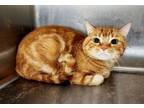 Adopt Arnold a Tabby