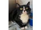 Adopt Stormy a Domestic Medium Hair