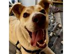 Adopt ORION a Cattle Dog, Mixed Breed