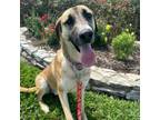 Adopt Brady a German Shepherd Dog, Great Dane