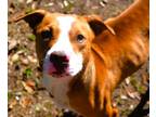 Adopt Cool Papa Bell a American Staffordshire Terrier