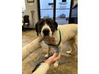 Adopt Gus a Mixed Breed