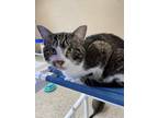 Adopt Roman a Domestic Short Hair