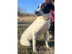 Adopt Joker a Australian Cattle Dog / Blue Heeler