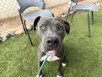 Adopt AMO a Pit Bull Terrier