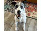 Adopt ZOOBY (ZEUS) a Catahoula Leopard Dog