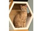 Adopt Archie Diez a Tabby