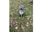 Adopt 36065- Chunk- 2 Years Old a Staffordshire Bull Terrier
