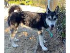 Adopt Miles a Siberian Husky